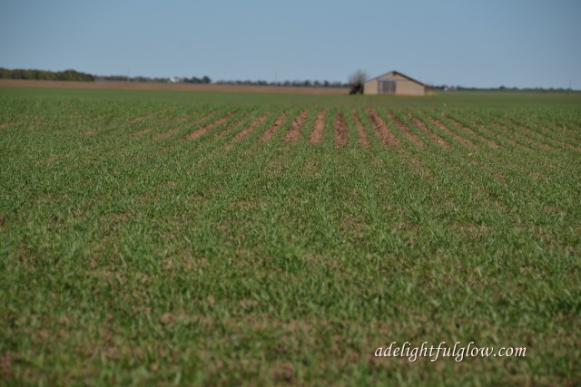 Baby Wheat â A Delightful Glow