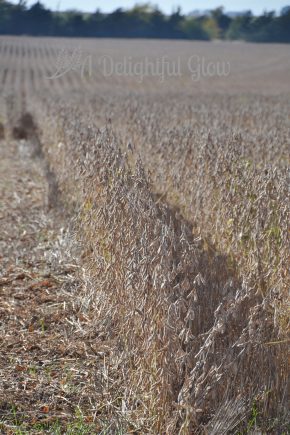soybean-harvest-2016-3